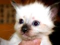 My siamese kittens My siamese kittens