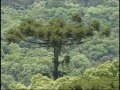 Mata araucária Mata araucária