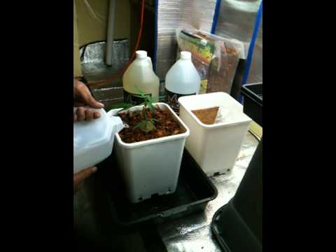 how to transplant in coco