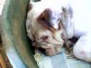 il mio bulldog ruggero