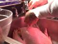 Holiday Turkey 101 pt.1