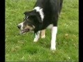 Border Collie video