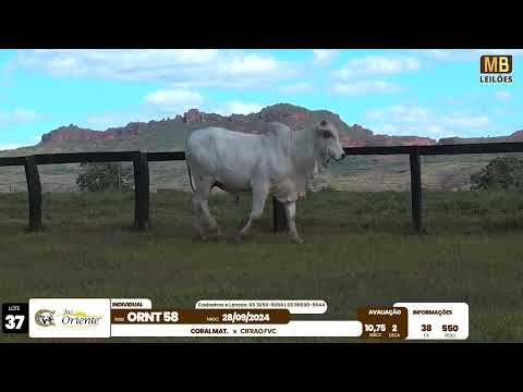 1� LEIL�O PRODU��O FAZENDA ORIENTE