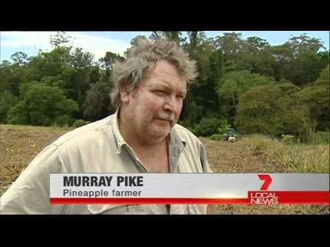 how to replant a pineapple