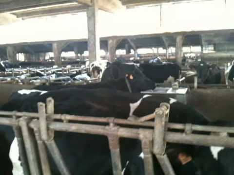 (NRF) x Holstein dairy cow holstein dairy cow. (NRF) x Holstein dairy cow