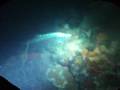 videos de Nachtduik met Tarpons