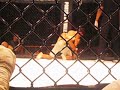 jadir guida gracie   barra