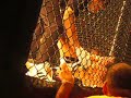 jadir guida gracie   barra