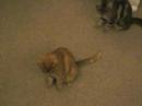 chronicles-of-barney-1.html