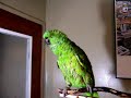 Bad Bird Bad Bird Bad Bird Bad Bird