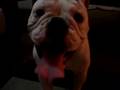 Bulldog Inglés video