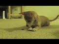 Chunnygoat; Dog Fighting Chunnygoat; Dog Fighting