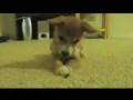 Chunnygoat; Dog Fighting
