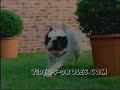 pub imprimante avec chien et chat