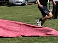 Border Terrier Agility