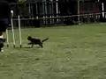 Border Terrier video
