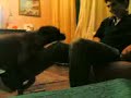 animal porn