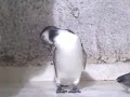 Buenos Aires Zoo - Penguin