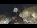 Il panda che mangia carne
