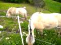 HORS