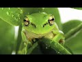 Frogs - Nature Talks - Andycamper Activity Videos