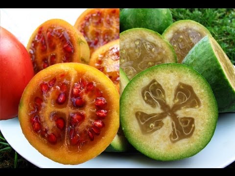 how to grow feijoas