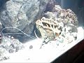 sea-monster-in-turkey-sea-long-n-big-real.html