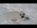 The noisy Harp seal pup