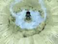 Assistir ao v�deo