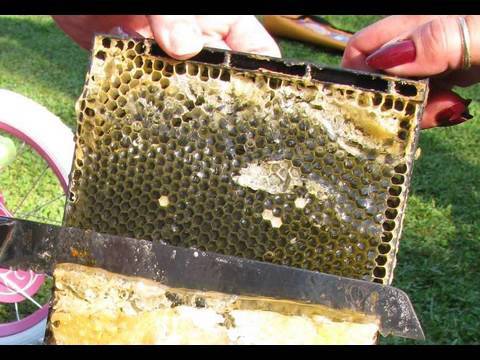how to collect honey from hive