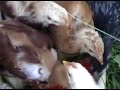 Chickens Eating Watermelon Rind