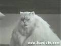 aerobik�i �i�man kedi:)