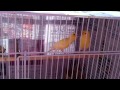 Click here to watch this video YKL - Canary male feeds female
