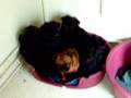 Affenpinscher video