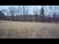 videos de Pheasant flies into a tree