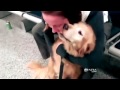 Dog Reunited With Soldier: Pet Jumps for Joy on Owner's Return from Afghanistan - Cute Animal Videos