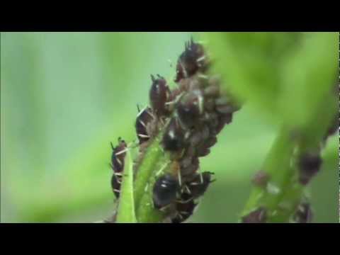 how to put up purple hull peas