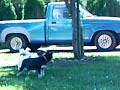 Dogs!