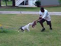TEQUILA PUPPY TRAINING(BITE WORK IMPRINT)