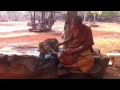 Tiger temple