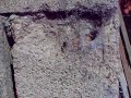 funnel web/trapdoor spider