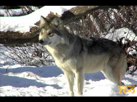Gray Wolf