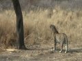 Leopard feeding