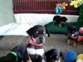 Miniature Pinscher video