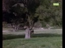 dernier �pisode de la saison 8
james gueri miraculeusement apres avoir recu une balle lors de lattaque dune banque