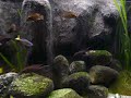 Tanganyika Tanganyika