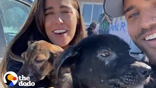 Couple Saves 200 Animals And Travels The World To Save More | The Dodo Running Back To The Rescue by The Dodo