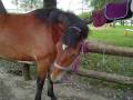 rebelle de villiers.wmv