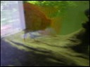 My Super Red Texas Cichlid My Super Red Texas Cichlid