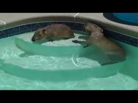 Capybaras Romeo and Tuff'n Play in Pool カピバラロメオはプールで遊ん